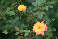 黄葵花 黄葵花